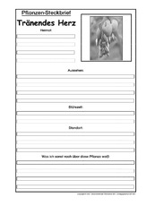 Pflanzensteckbrief-Tränendes-Herz-SW.pdf